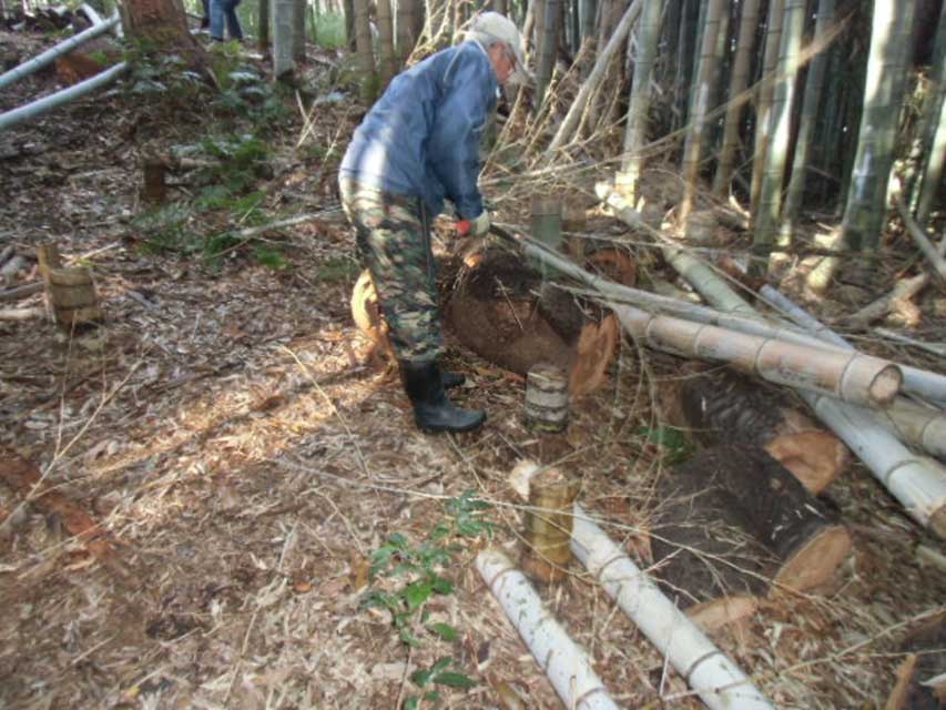 竹の伐採と倒れた竹の整理作業