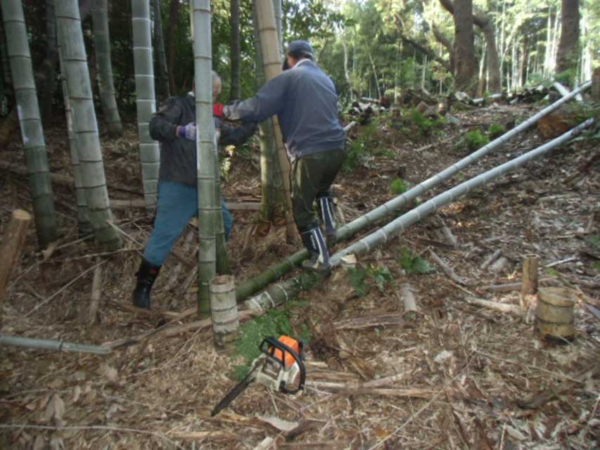 竹の伐採は二人一組で実施