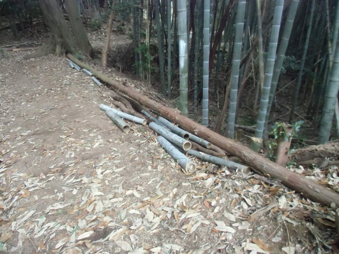 遺跡保護の観点から土留め木材を固定するくい打ちができないため、土橋両側の立ち木や孟宗竹の根元に木材をかけて固定した