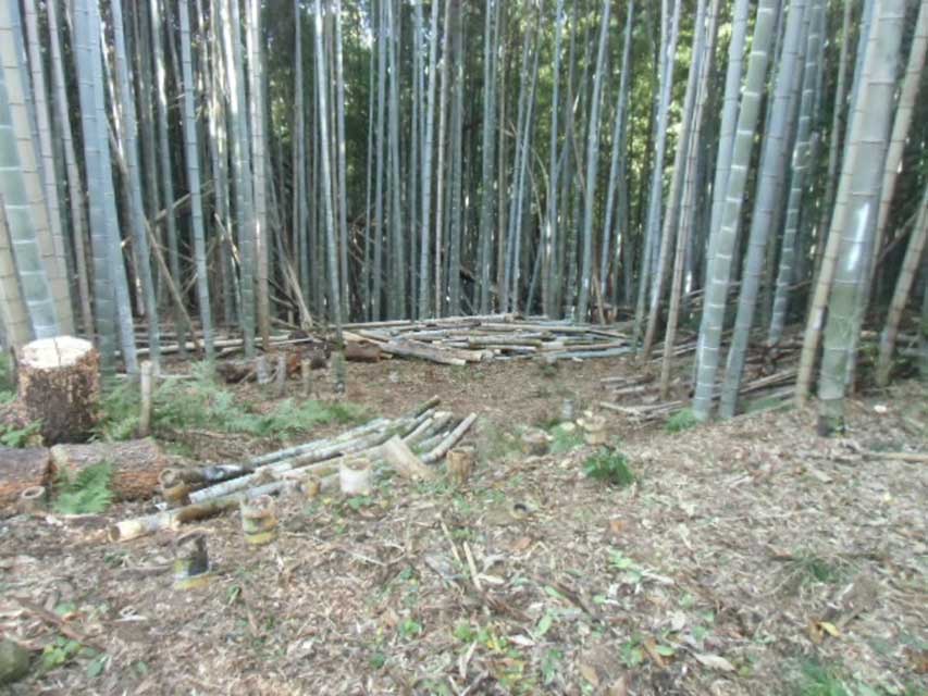 伐採した木、竹の整理ができてサッパリ