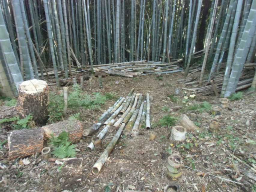 22日はここに伐採した竹木を集積する計画
